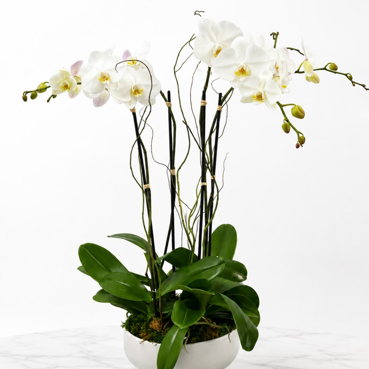 Miami Flowers Design