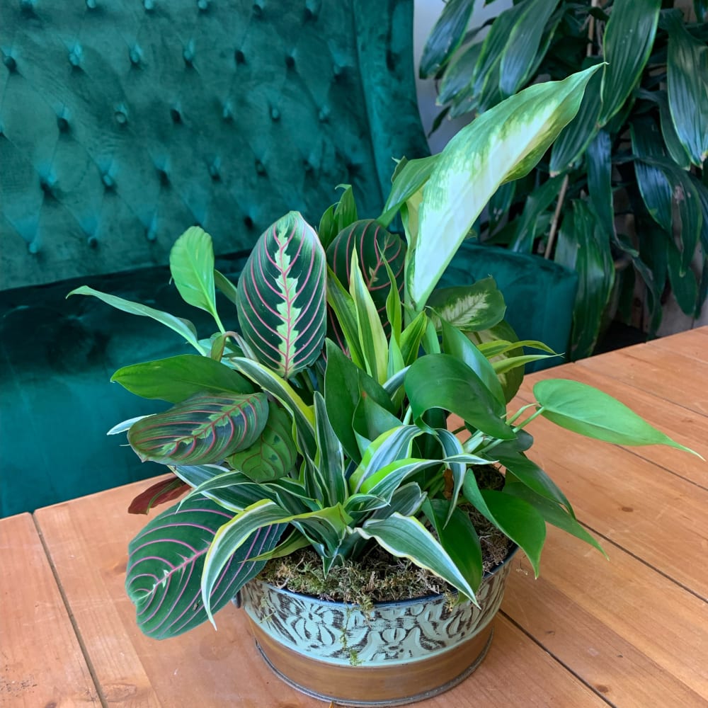Mixed potted houseplants in a decorative metal container