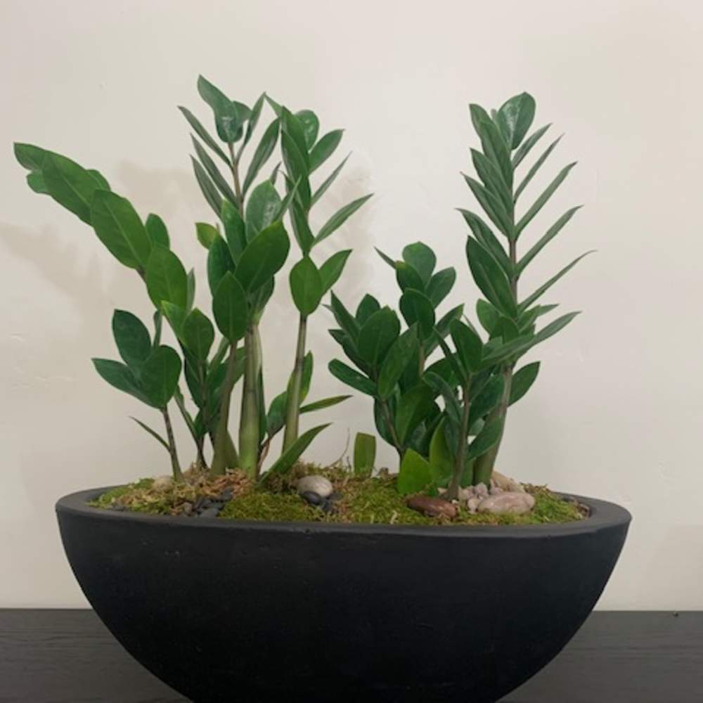 Potted green plant arrangement in a black bowl planter