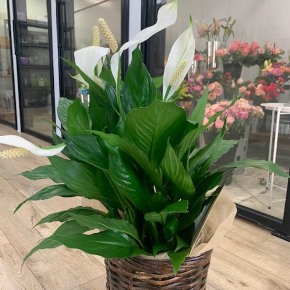 White calla lilies in a woven basket with broad green leaves