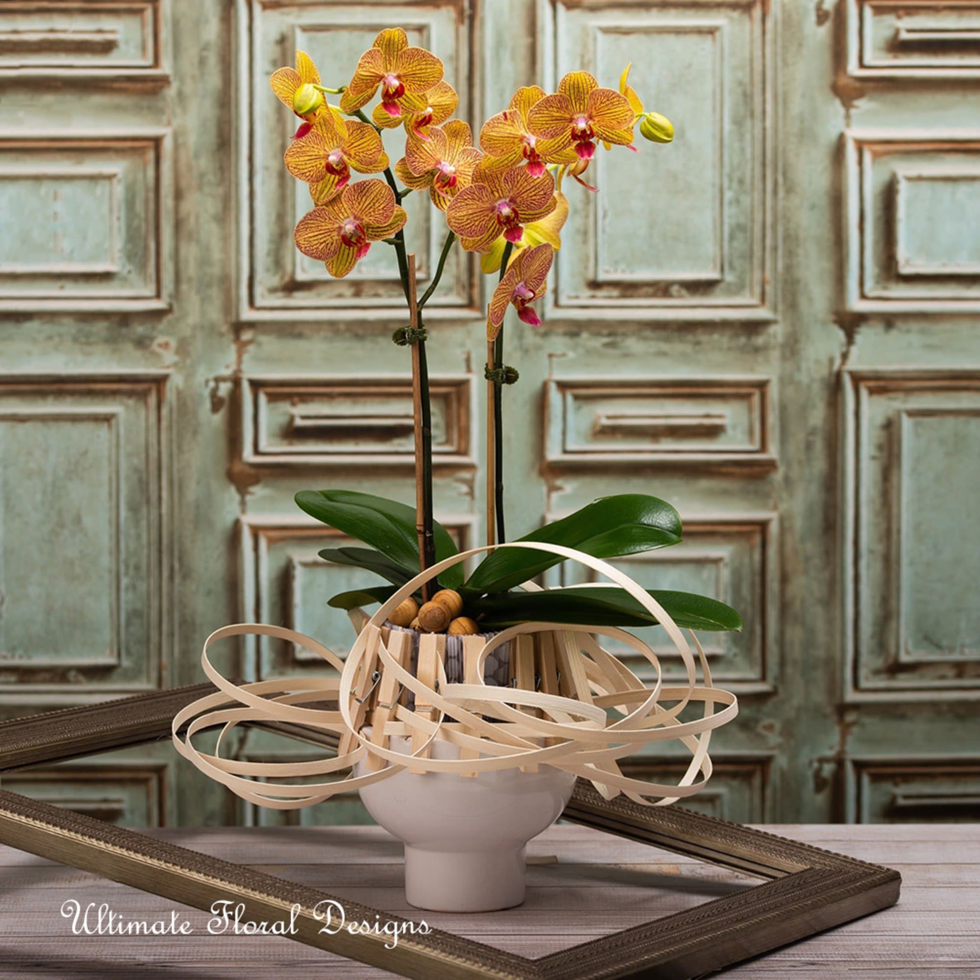 Potted orchid arrangement with yellow-orange blooms and ribbon loops