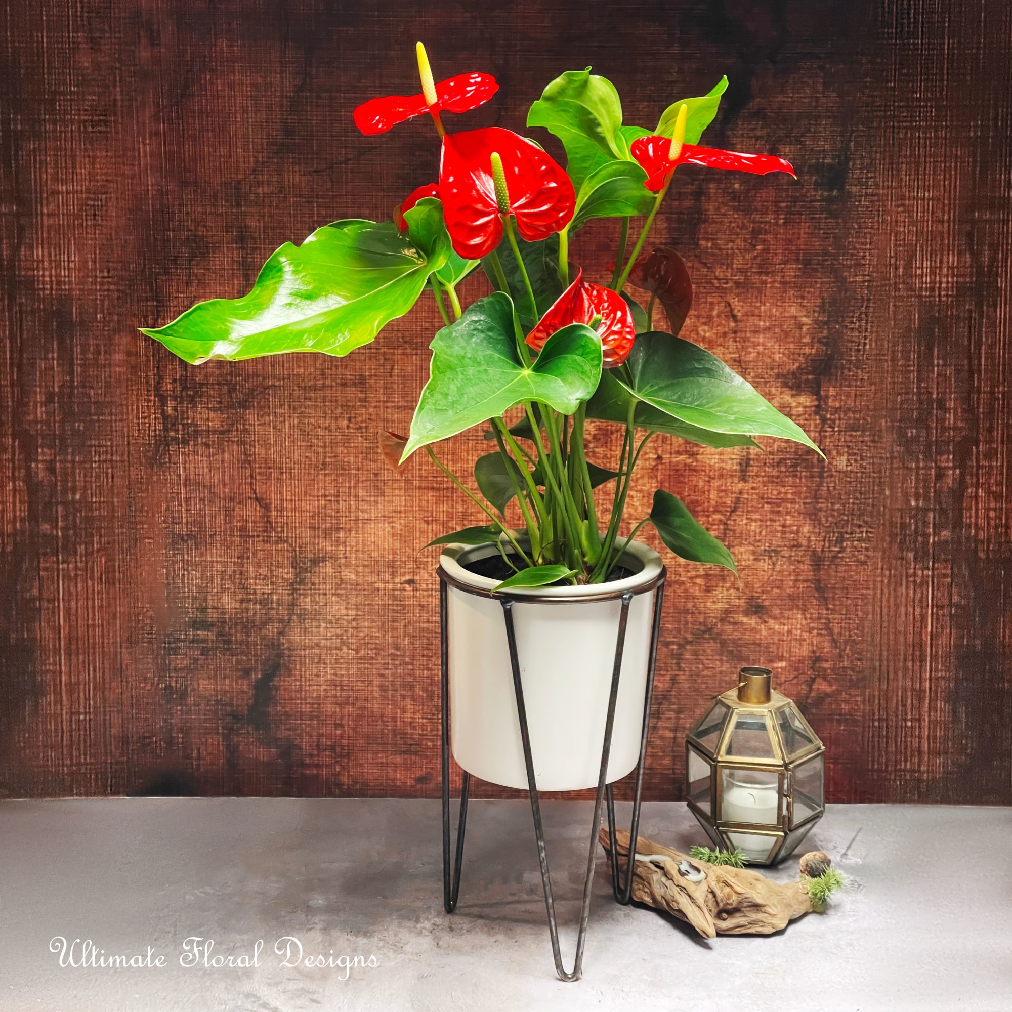 Potted anthurium with red blooms in a white metal stand