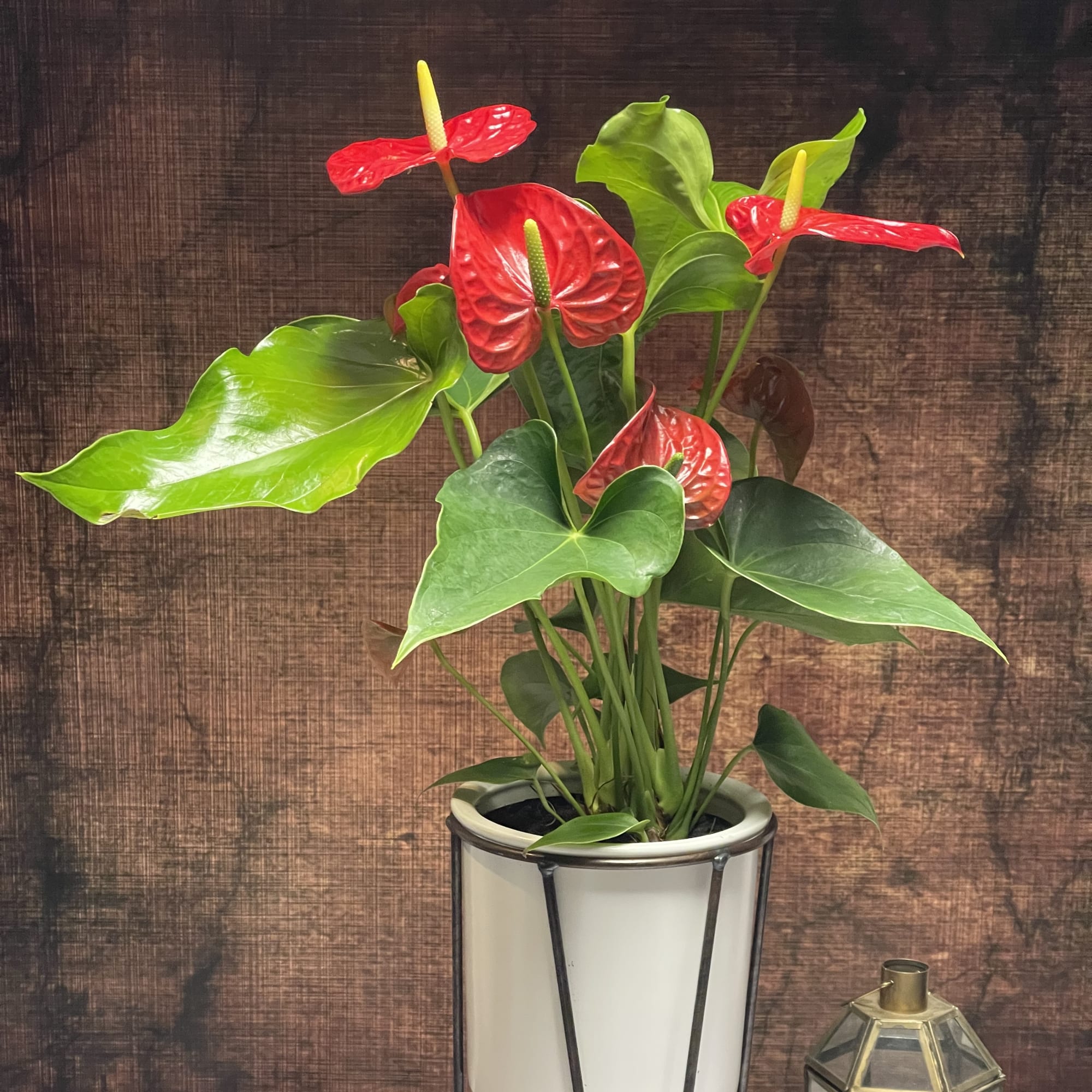 Potted anthurium plant with red blooms in a white metal stand
