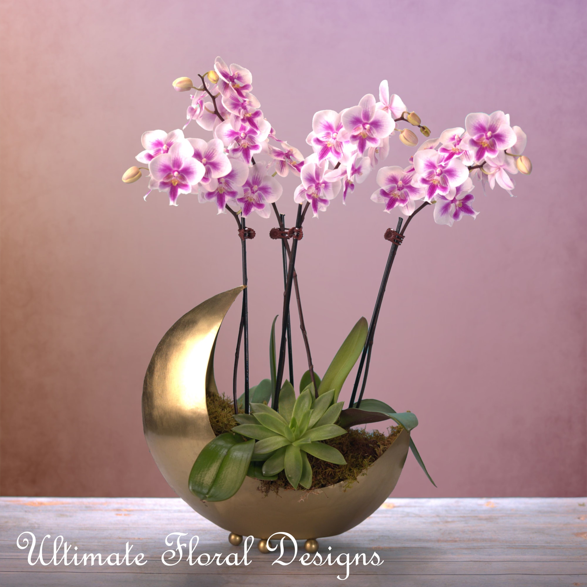 Pink orchid arrangement in a gold crescent planter with a succulent