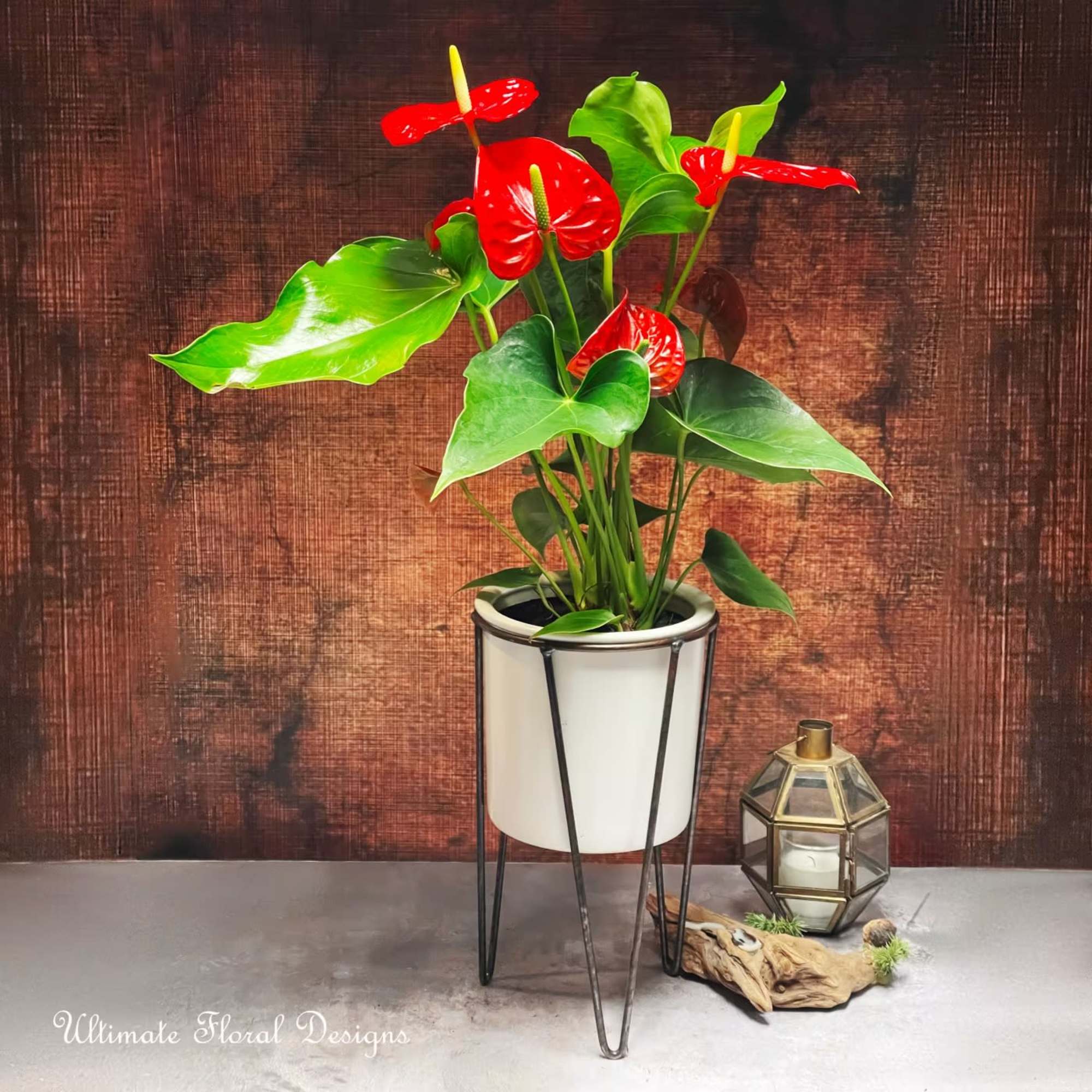Red Anthurium