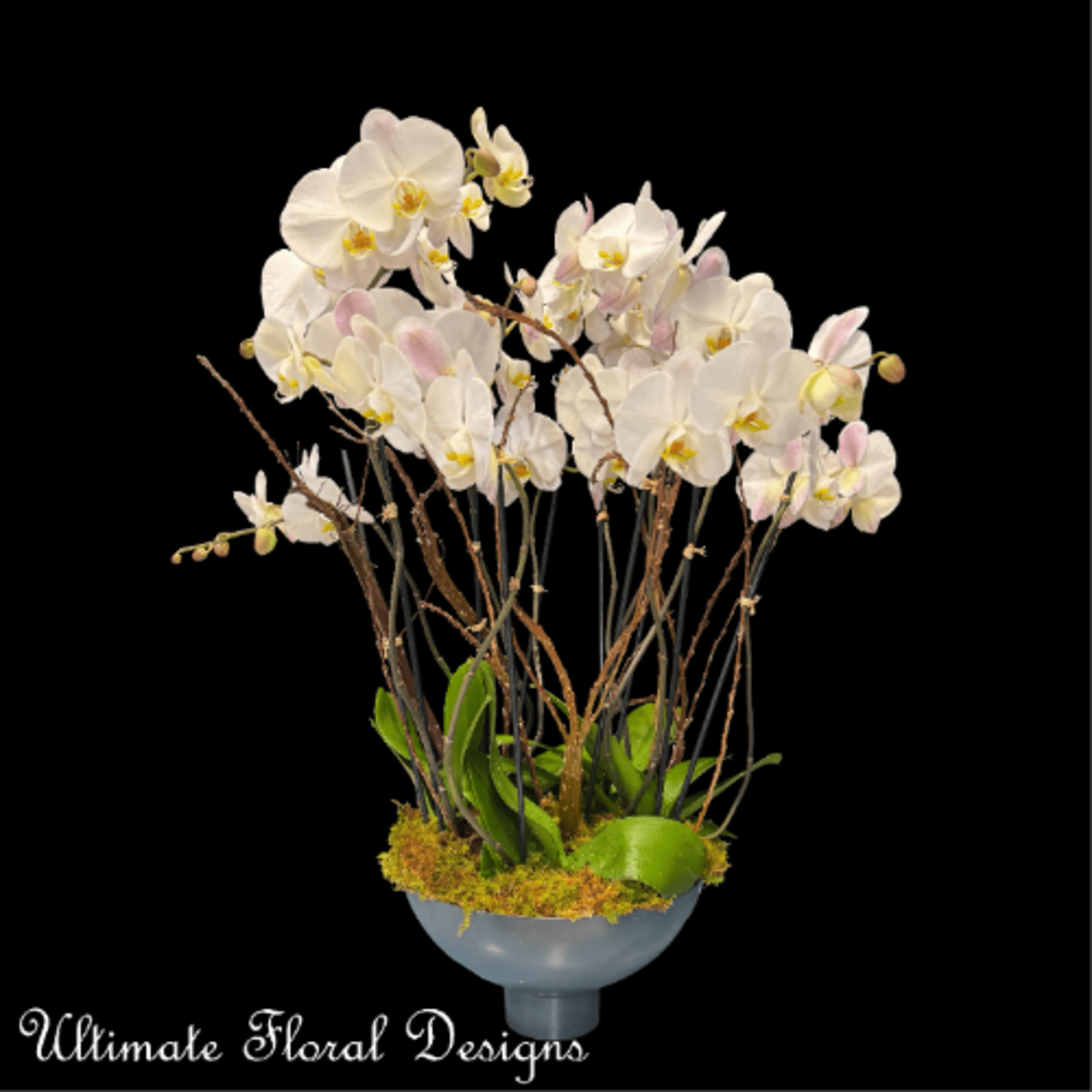 Ethereal Orchid Elegance