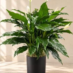 Potted peace lily with white blooms in a black planter