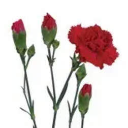 Red carnations with long stems on a white background