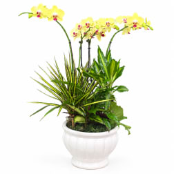 Yellow orchids in a white ceramic planter with mixed green foliage