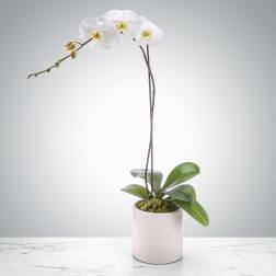 Single Stem Orchid