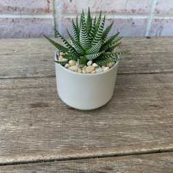Zebra Haworthia