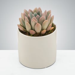 So-cute-lent by BloomNation™