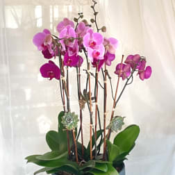 Pink orchids in a blue bowl planter with succulents