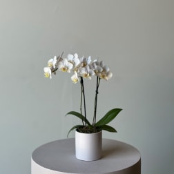 White orchid plant in a white pot on a round pedestal