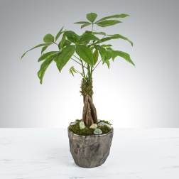 Money Tree by BloomNation™