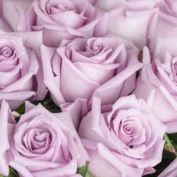 Close-up of pale lavender roses clustered together
