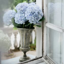 Blue hydrangeas arranged in a tall metal vase by a window