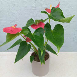 Pink anthurium plant in a white pot