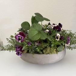 Low planter with purple pansies and green foliage in a shallow bowl