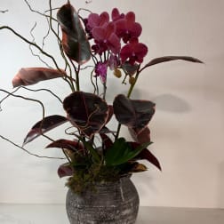 Purple orchids in a dark ceramic vase with broad variegated leaves