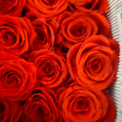 Close-up of red roses packed tightly in a box