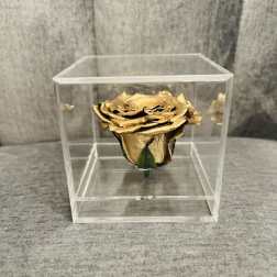 Gold rose in a clear display cube