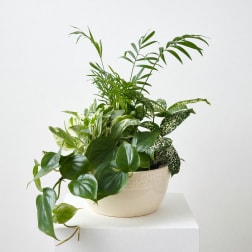 Potted green houseplant arrangement in a cream ceramic bowl