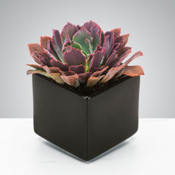 Dark Succulent by BloomNation™