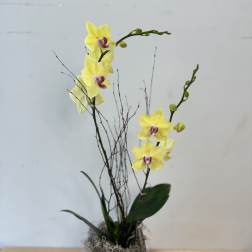 Yellow orchids in a wooden box with decorative twigs