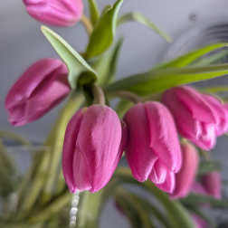 Tulips Special PINK