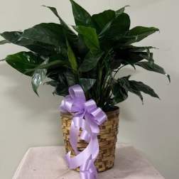 8" Peace Lily