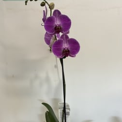 Purple Orchid Plant