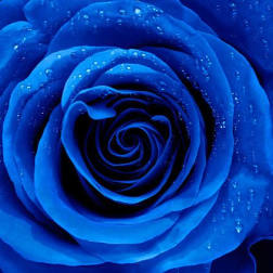 Blue Roses