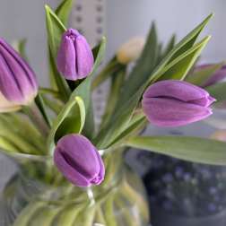 Tulips Special PURPLE