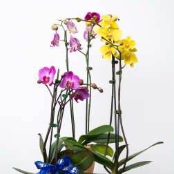 Double Stem Orchid in Orchid Pot