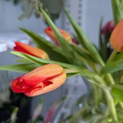 Tulip Special ORANGE AND YELLOW