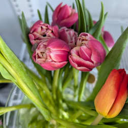 Tulip Special FUCHSIA AND WHITE