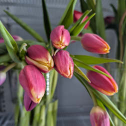 Tulips Special RED AND YELLOW