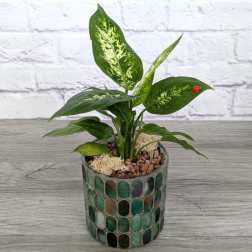 Single Plant in Mosaic Cylinder