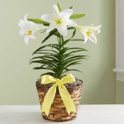 Potted white lily plant in a woven basket with a yellow bow