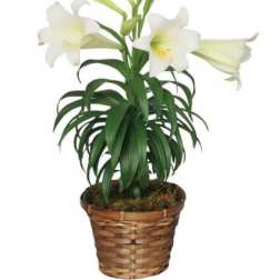 Potted white lily plant with multiple blooms and buds in a woven brown basket.