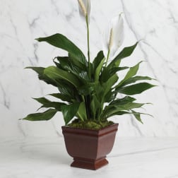 Lovely One Spathiphyllum Plant