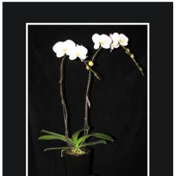 White orchid plant in a black pot