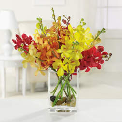 Compact arrangement of red, orange, and yellow orchids in a clear glass vase with stones