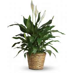 Simply Elegant Spathiphyllum