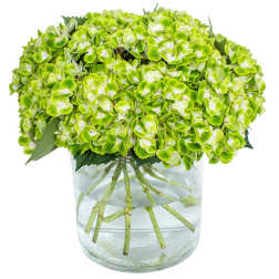 Compact cluster of green hydrangeas in a clear glass cylinder vase with water