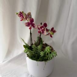 Mini Orchid & Succulent Garden