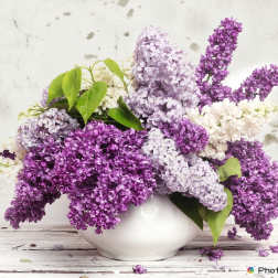 Purple and white lilac arrangement in a white vase
