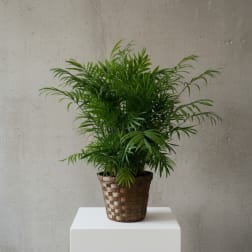 Potted green palm plant in a woven basket planter