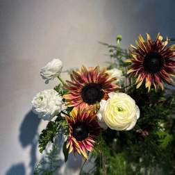 Bouquet with white ranunculus and burgundy-yellow sunflowers